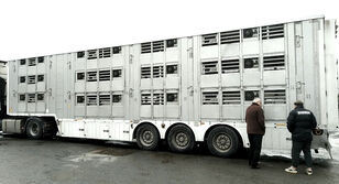 Pezzaioli SBA63U  For pigs or bovines livestock semi-trailer